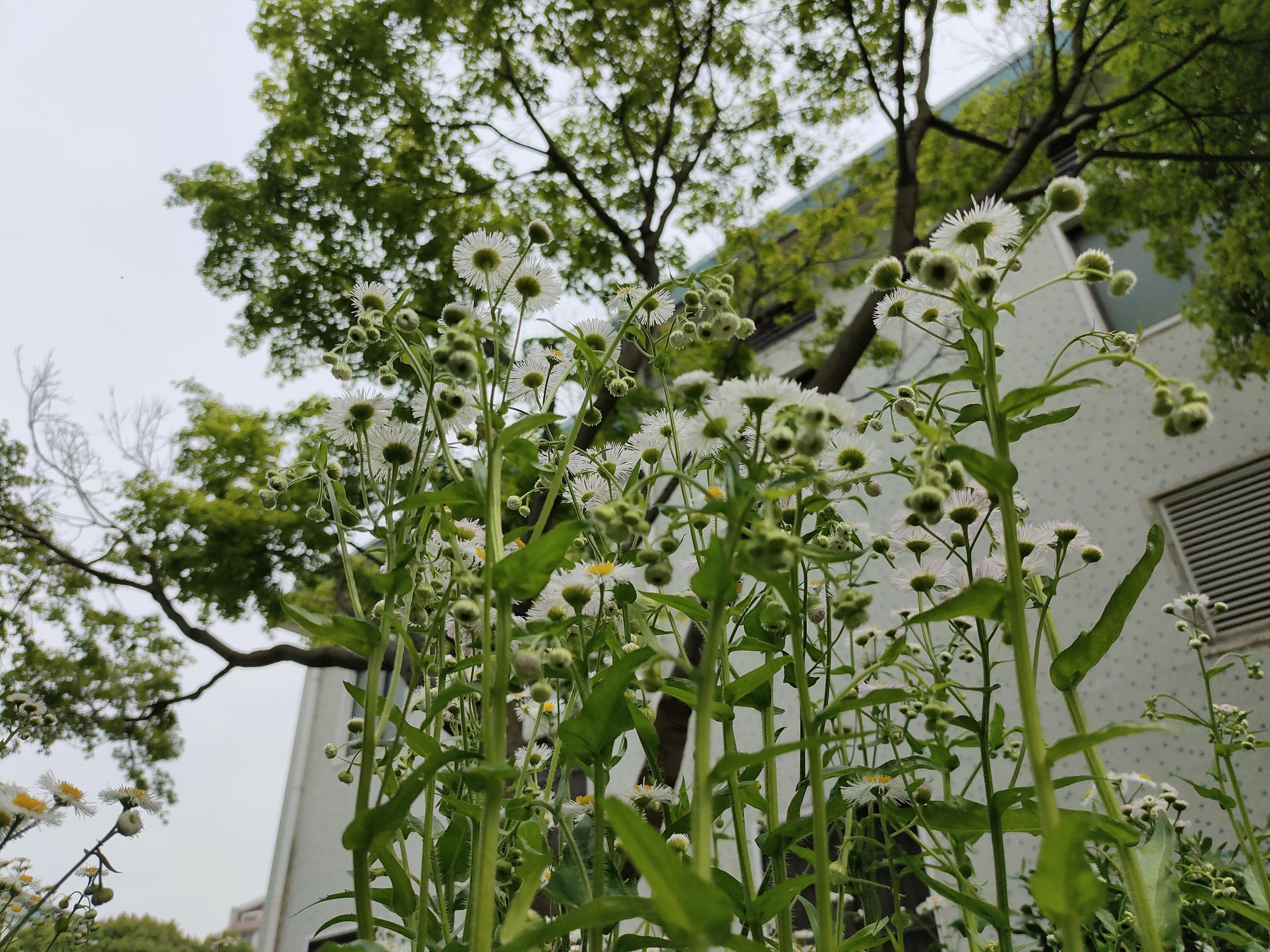 小草客户端登录方式小草客户端哪个是真的