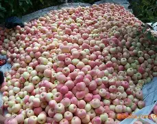 红军版苹果(红军分苹果的故事)-第4张图片-QuickQ官网 红军版苹果(红军分苹果的故事)-第4张图片-QuickQ官网