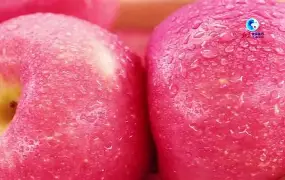 petrolia苹果版(appstore下载正版ios)