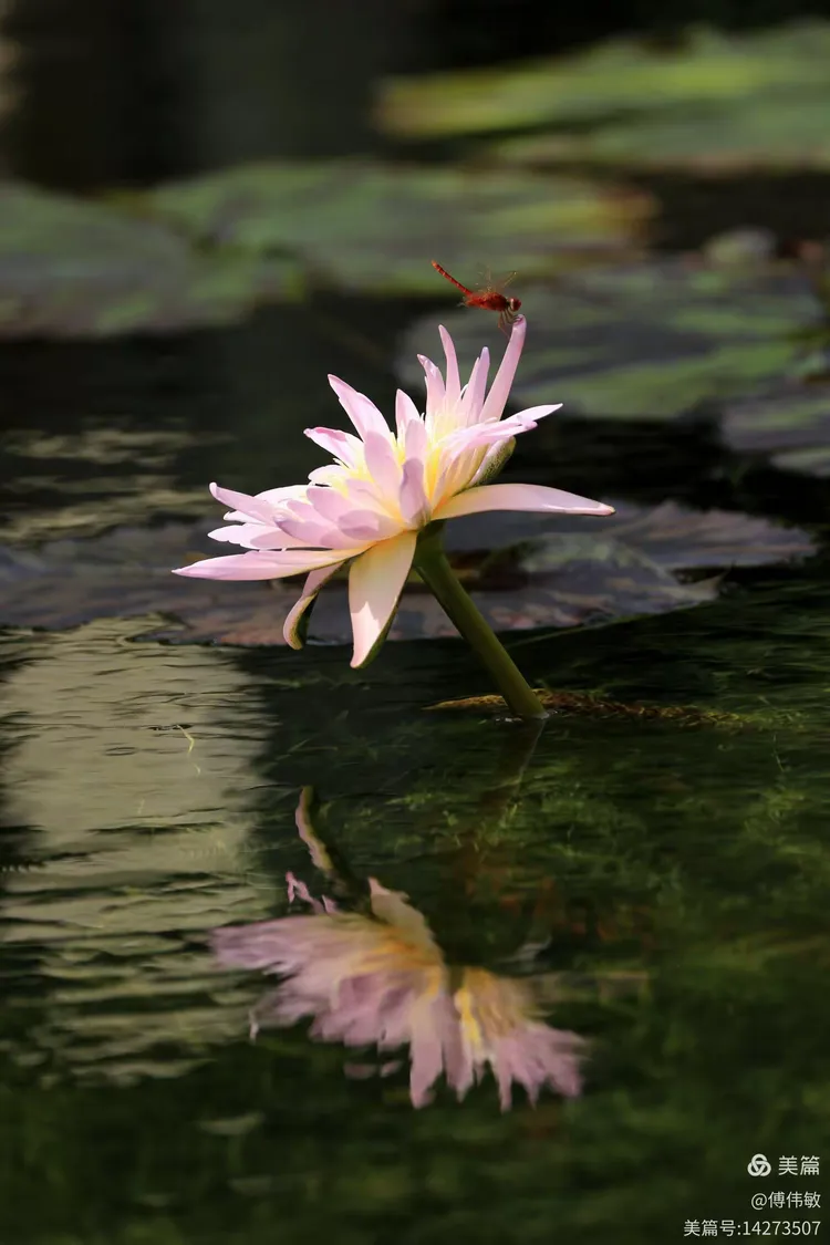 水中色手机版在线观看(水中电视剧)-第4张图片-QuickQ官网